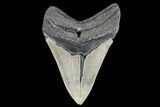 Fossil Megalodon Tooth - South Carolina #93513-2